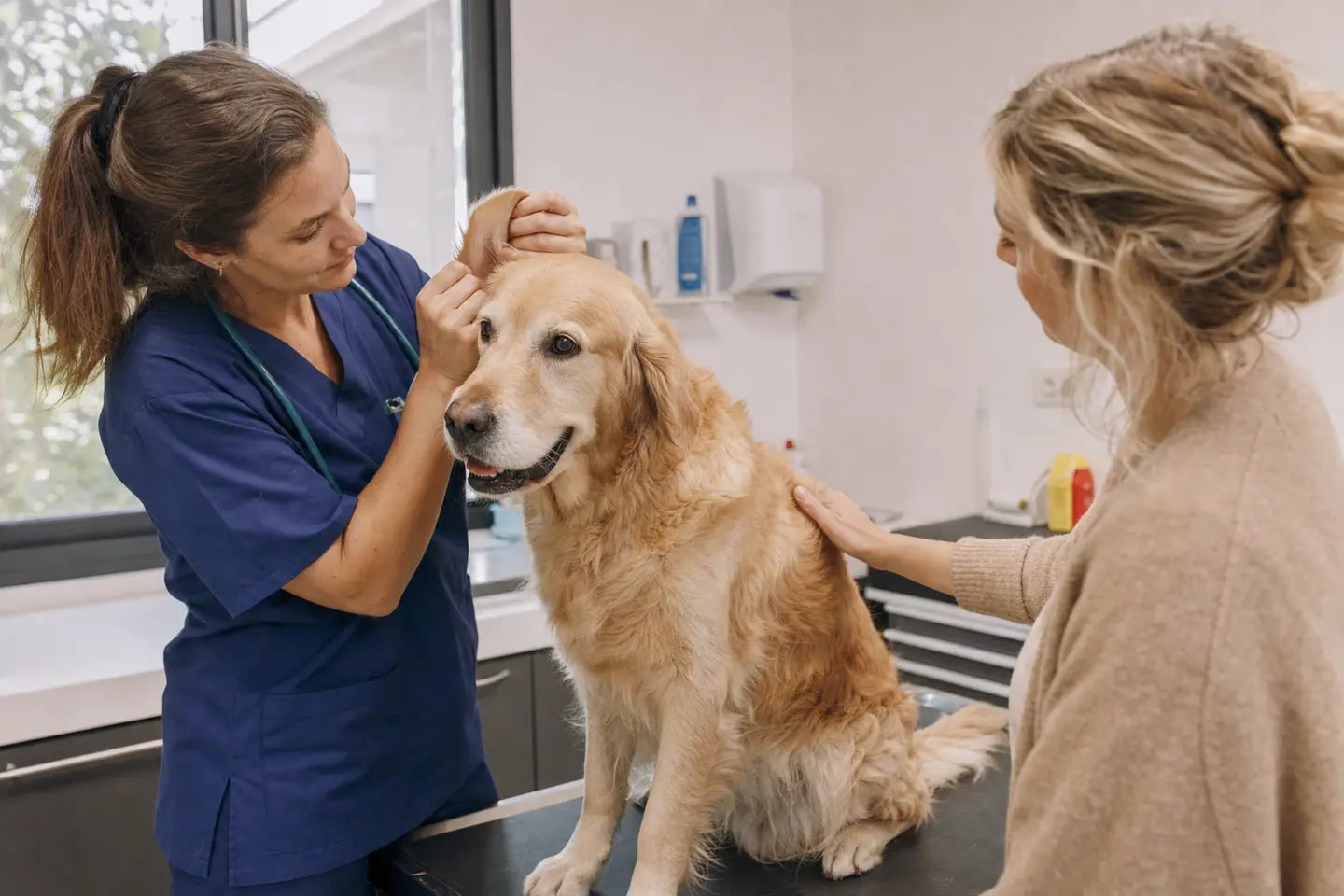 Un chien examiné par un vétérinaire dans une clinique, la main de son propriétaire posée sur son dos
