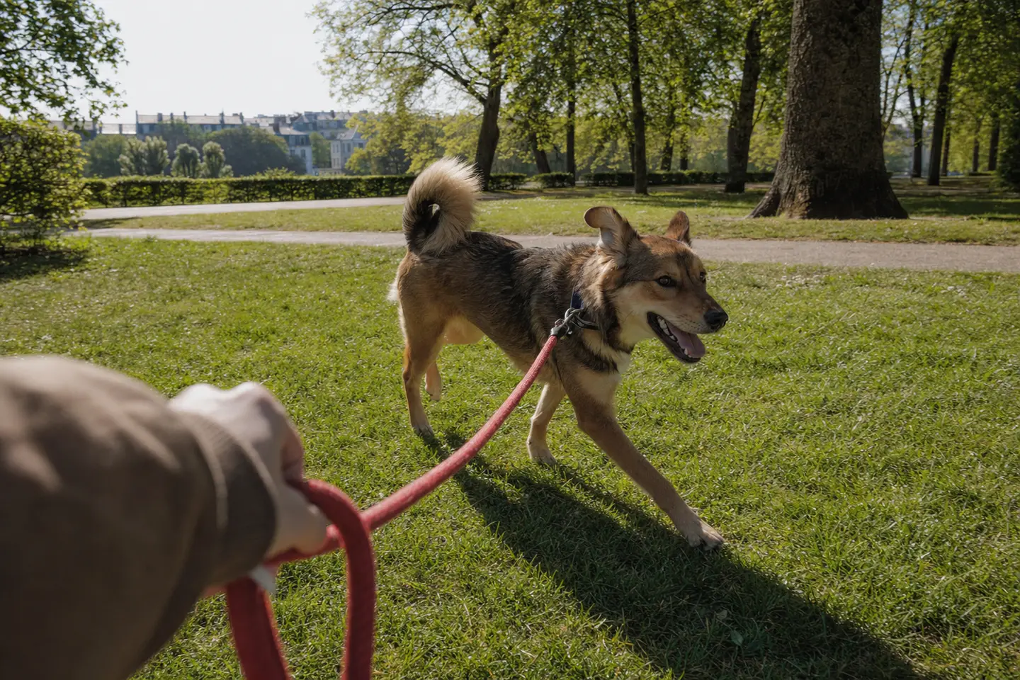 Un jeune chien croisé courant dans un parc ensoleillé, tenu en laisse