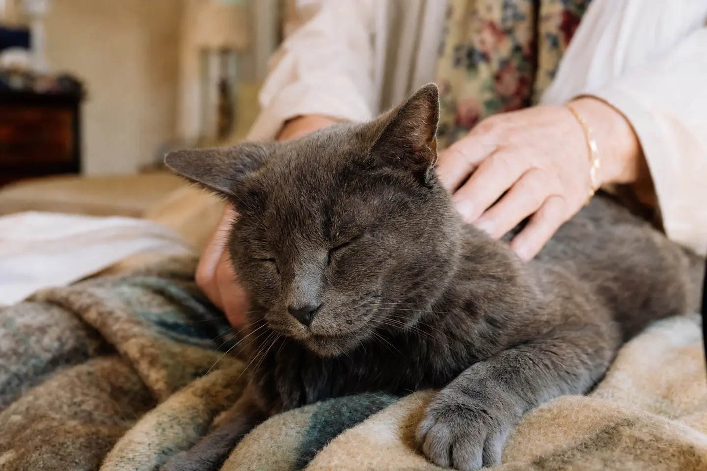 Un chat âgé au pelage gris allongé sur une couverture, caressé par les mains de sa propriétaire