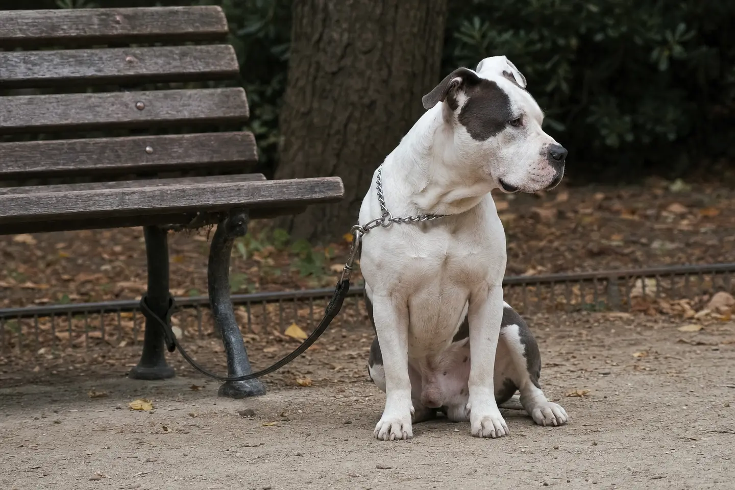 Un chien musclé de type American Staffordshire terrier assis en laisse dans un parc