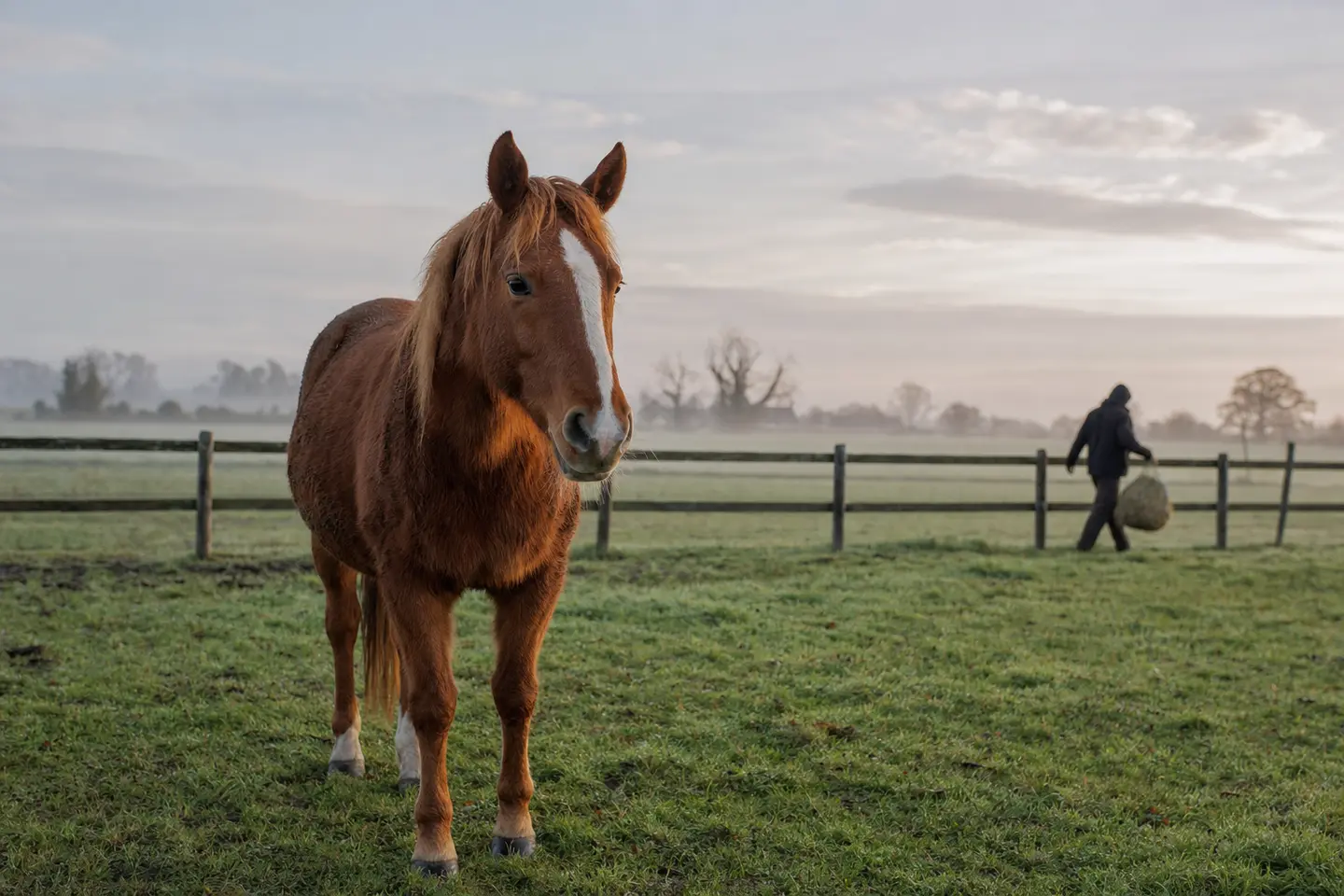 Un cheval alezan dans un pré clôturé au petit matin, une personne portant un filet à foin au loin