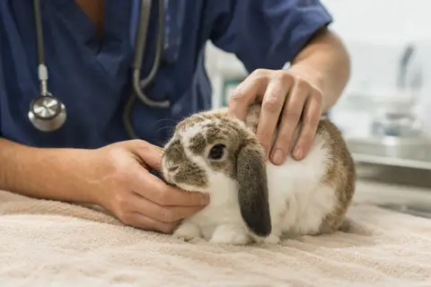 assurance lapin