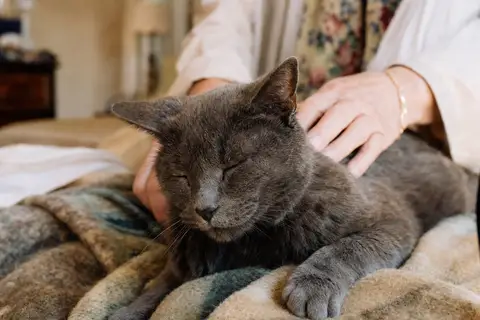 assurance vieux chat