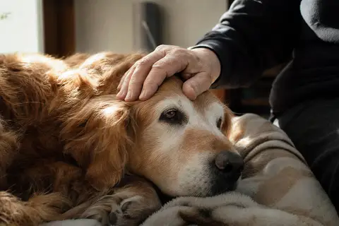 assurance vieux chien