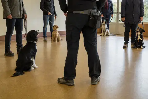 attestation d'aptitude chien catégorisé