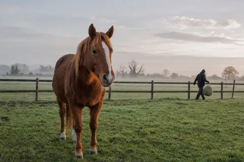 prix assurance cheval