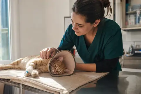 prix castration chat